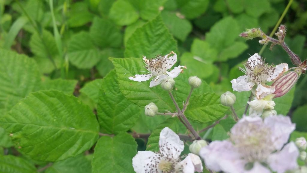 Rovo?  S�, Rubus sp.